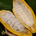 2 halves of cacao pod