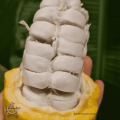 Can I ferment cocoa beans in a jar - beans of cacao pod
