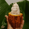 Opened cocoa fruit in Thailand showing the colourful pod, white pulp and cacao beans